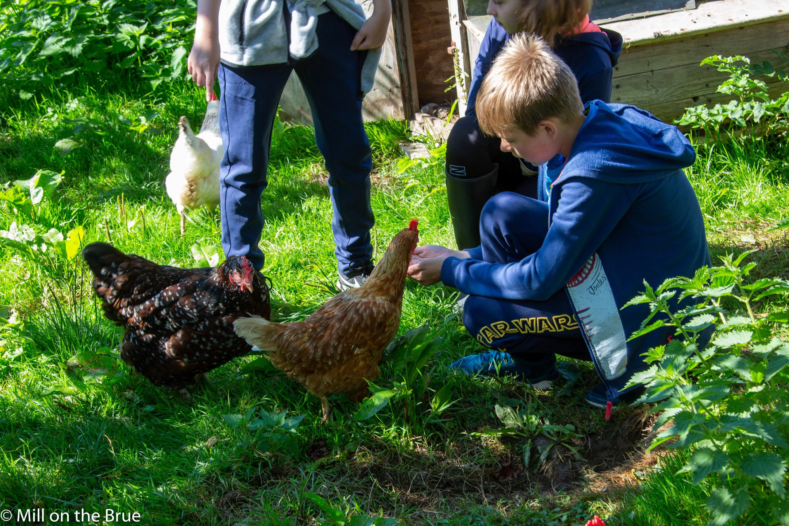 A group of children feeding chickens.
