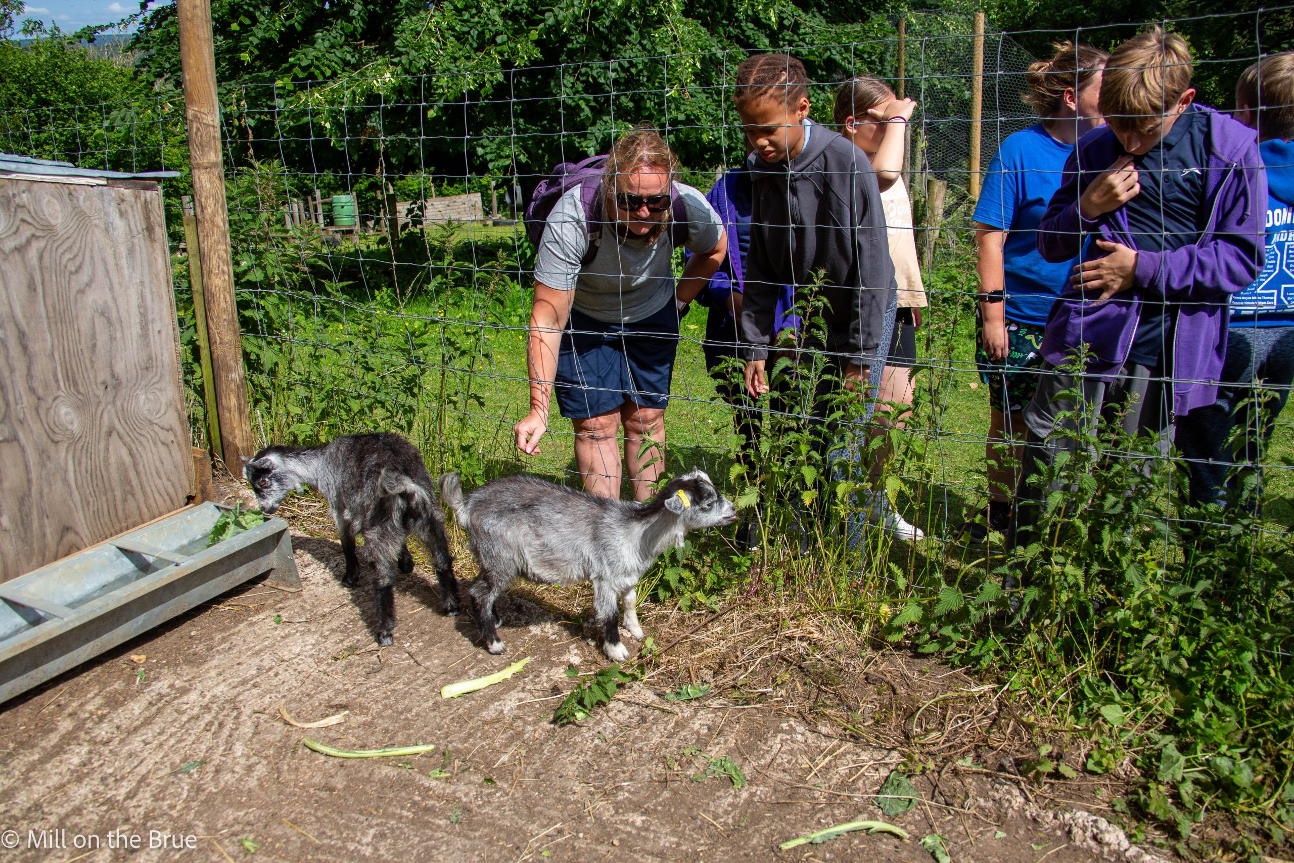 Students and teachers watch goats eat.