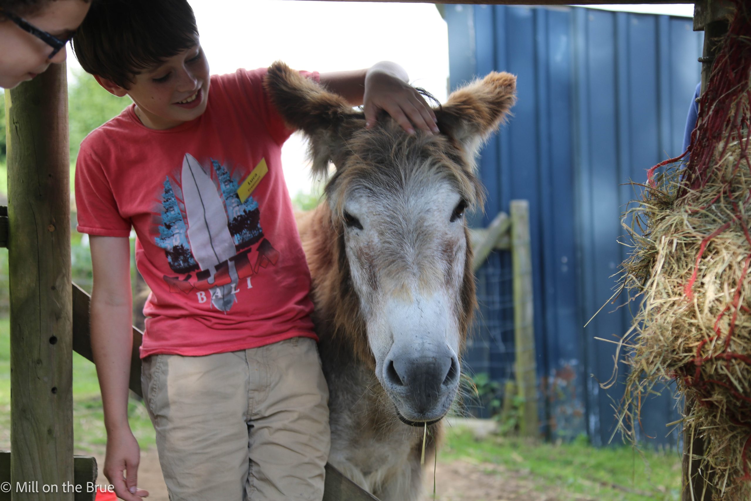 Child strokes a donkey.