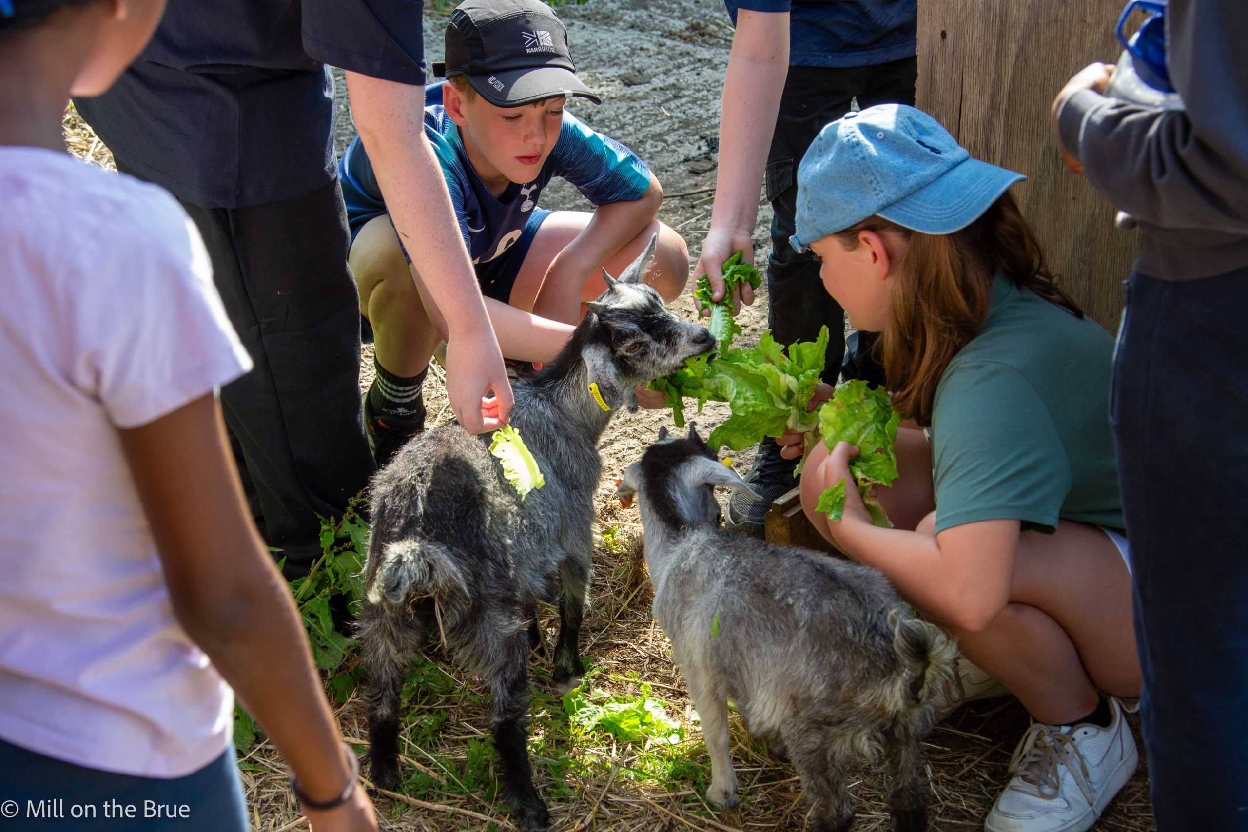 Children feed lettuce to goats.