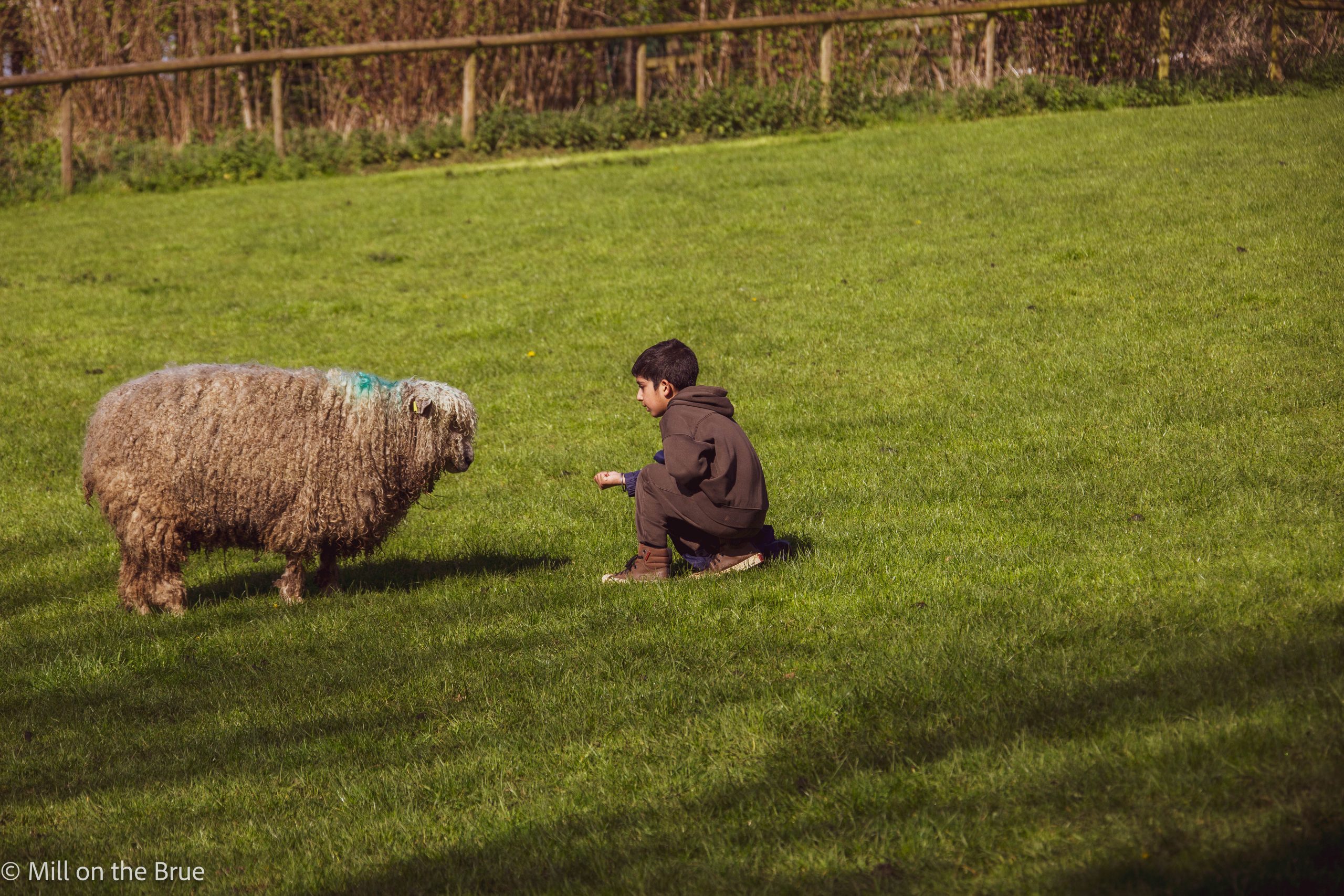 Child feeds a sheep in a field.