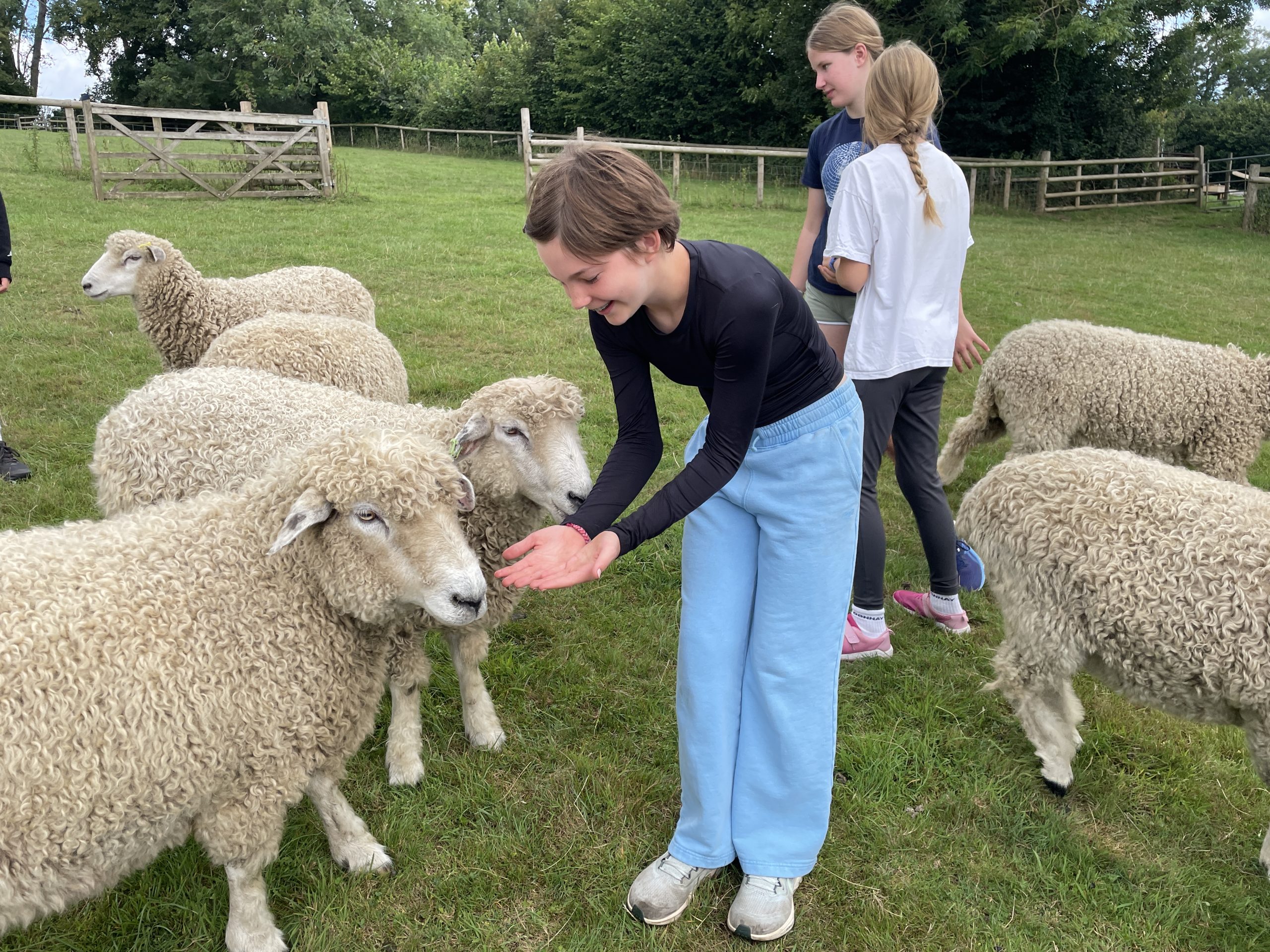 Children feed sheep in a field.