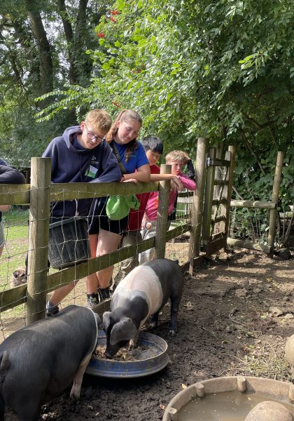 Students watch pigs eat.