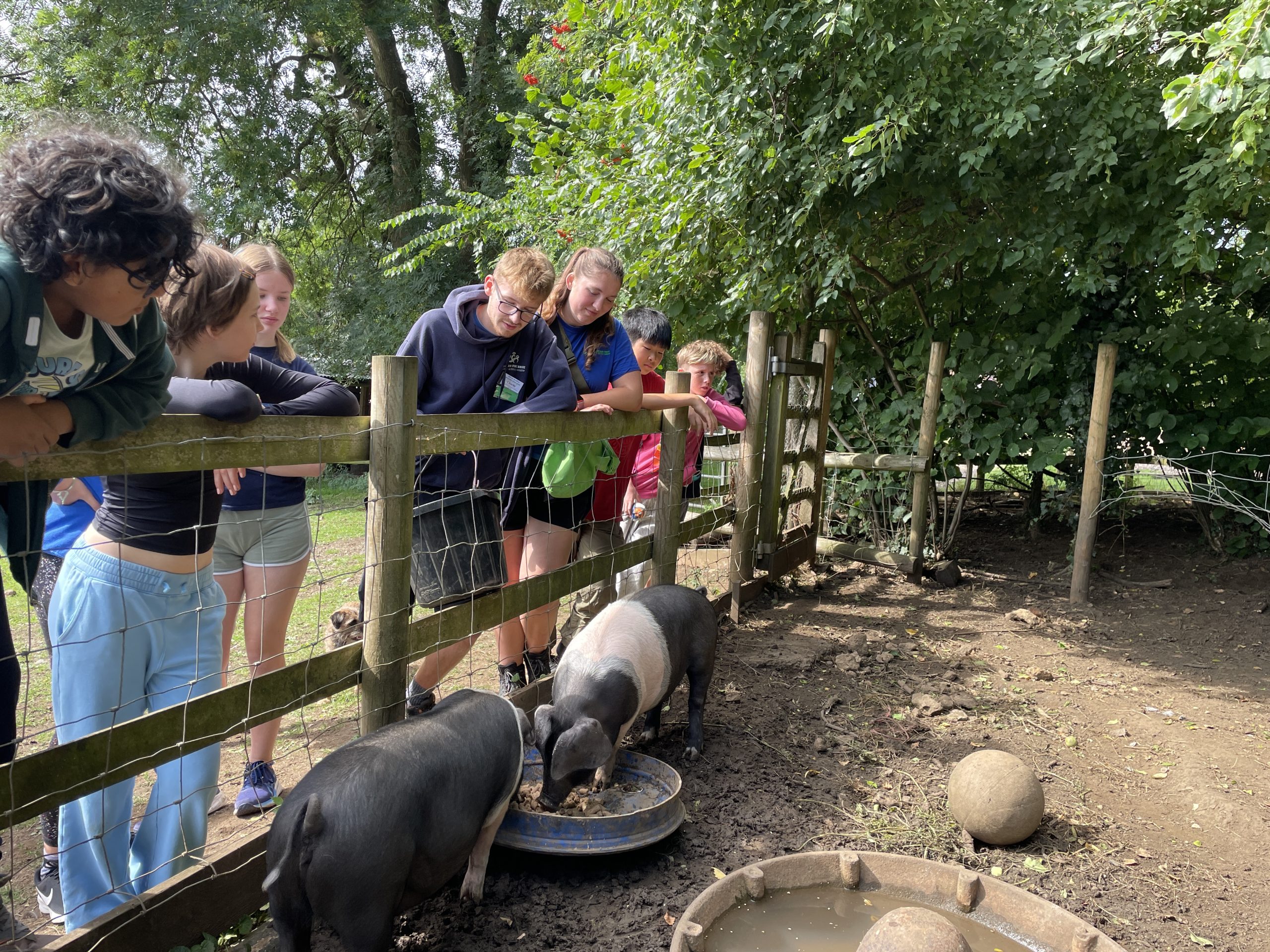Students watch pigs eat.